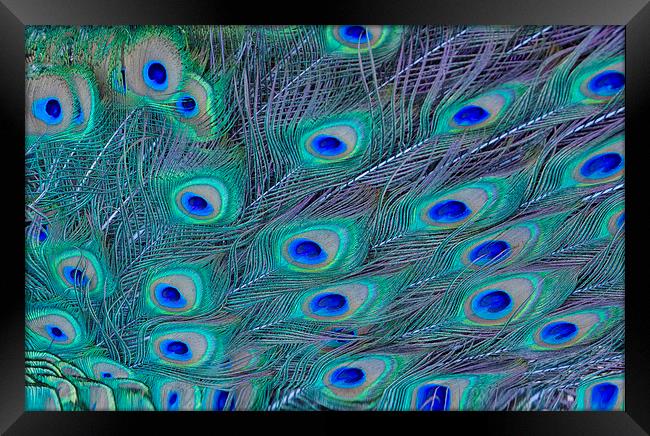 Peacock Feathers Framed Print by Ram Vasudev