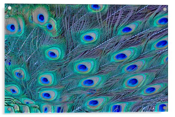 Peacock Feathers Acrylic by Ram Vasudev