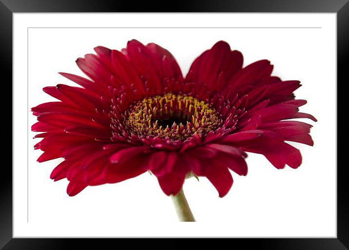 Gerbera 1 Framed Mounted Print by Colin Chipp