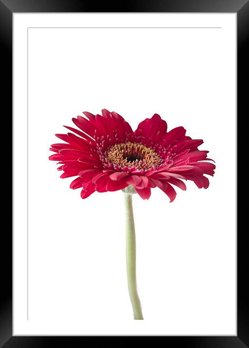 Gerbera 2 Framed Mounted Print by Colin Chipp