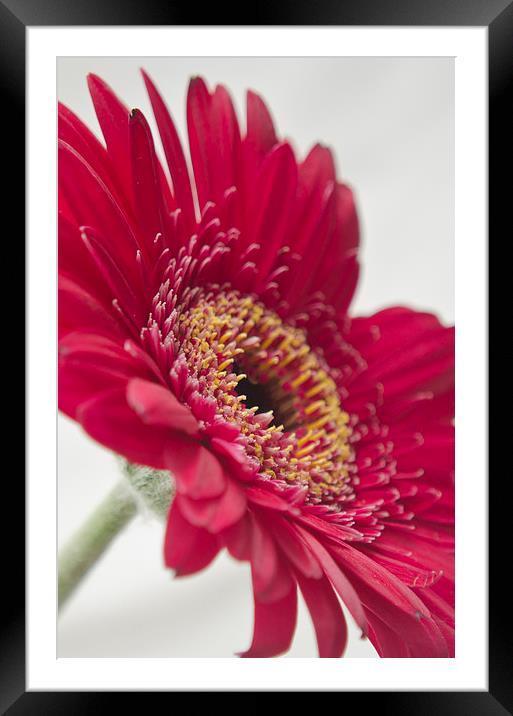 Gerbera 4 Framed Mounted Print by Colin Chipp