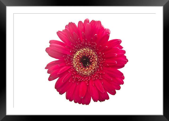 Gerbera 5 Framed Mounted Print by Colin Chipp