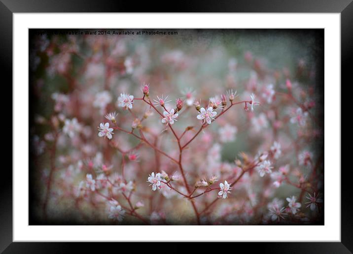 Ditsy Spring Flowers. Framed Mounted Print by Annabelle Ward