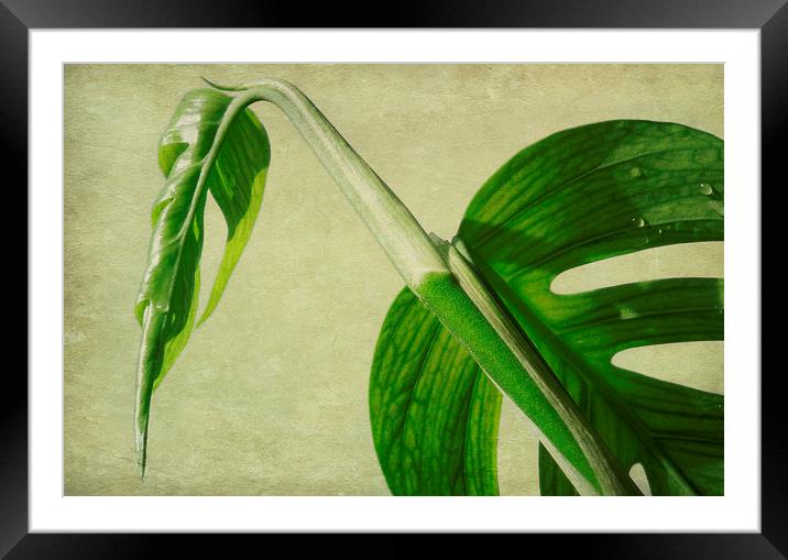 glasshouse emerald Framed Mounted Print by Heather Newton