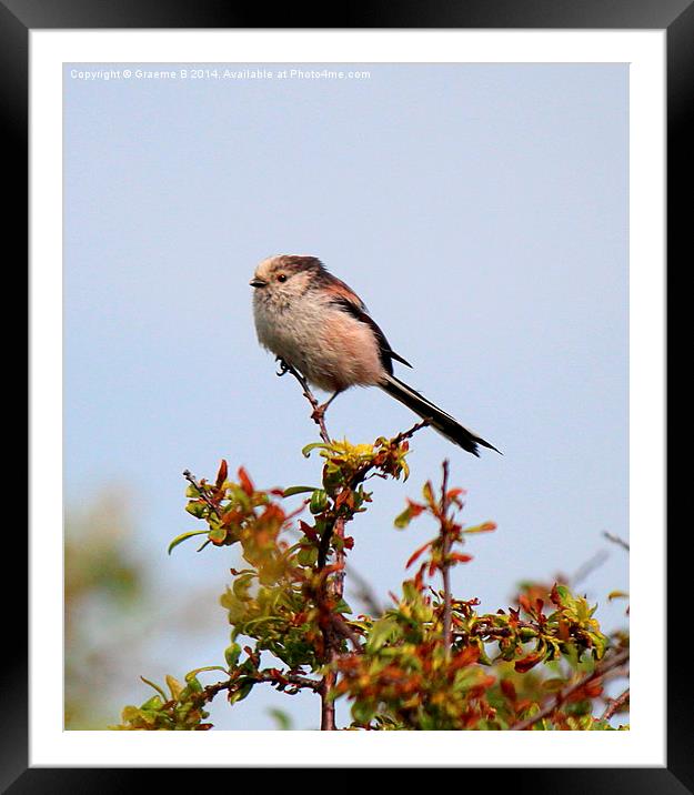 long Tailed Tit 6 Framed Mounted Print by Graeme B