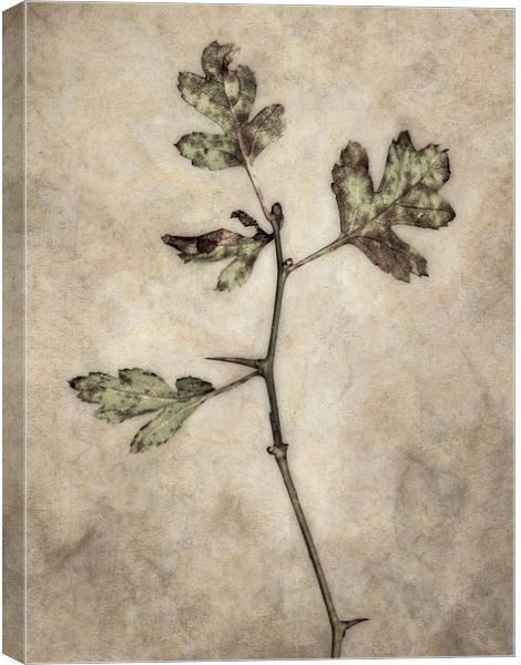 Leaves Alone Canvas Print by Jon Mills