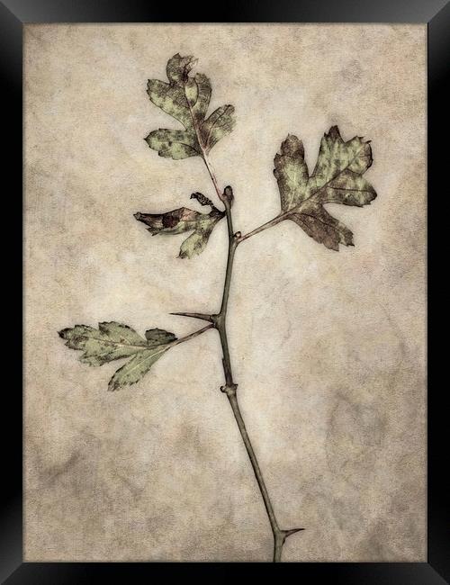 Leaves Alone Framed Print by Jon Mills
