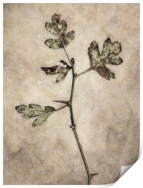 Leaves Alone Print by Jon Mills