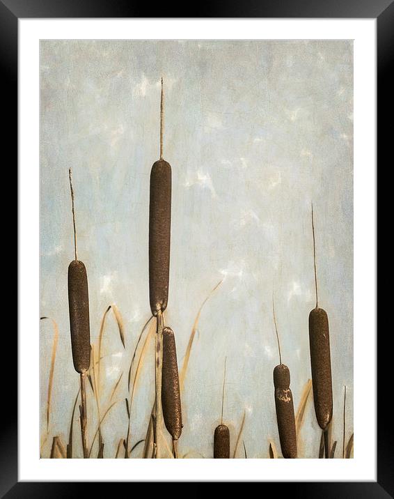 Rushes Framed Mounted Print by Jon Mills