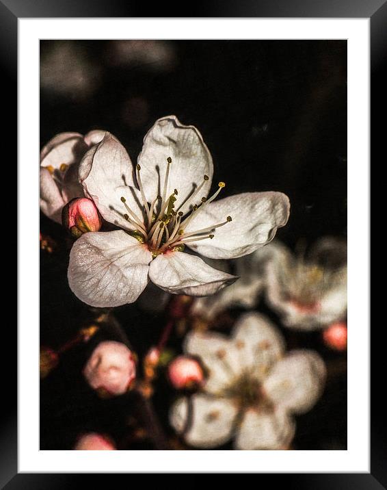 Blossoms Framed Mounted Print by Jon Mills