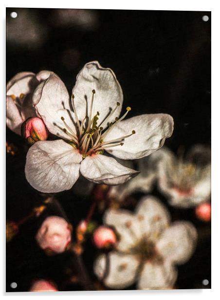 Blossoms Acrylic by Jon Mills