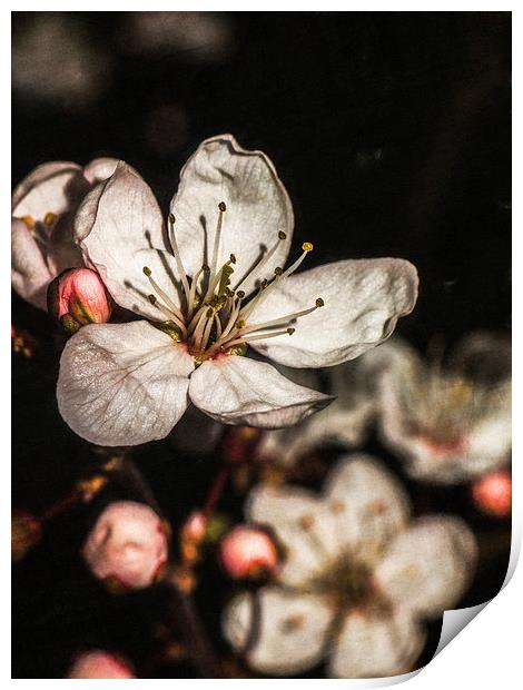 Blossoms Print by Jon Mills