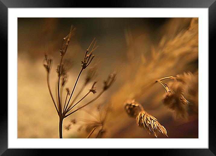 270_38088 Framed Mounted Print by anik odagires