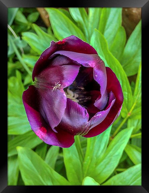 Tulip With Insect Framed Print by Peter McCormack