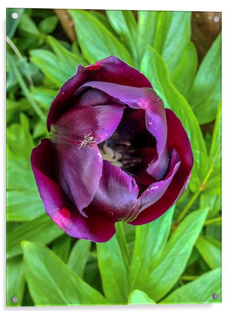 Tulip With Insect Acrylic by Peter McCormack