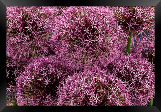 Floral Fireworks Framed Print by Neal P