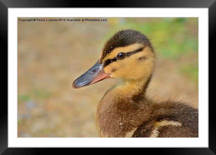 Duckling Framed Mounted Print by Paula J James