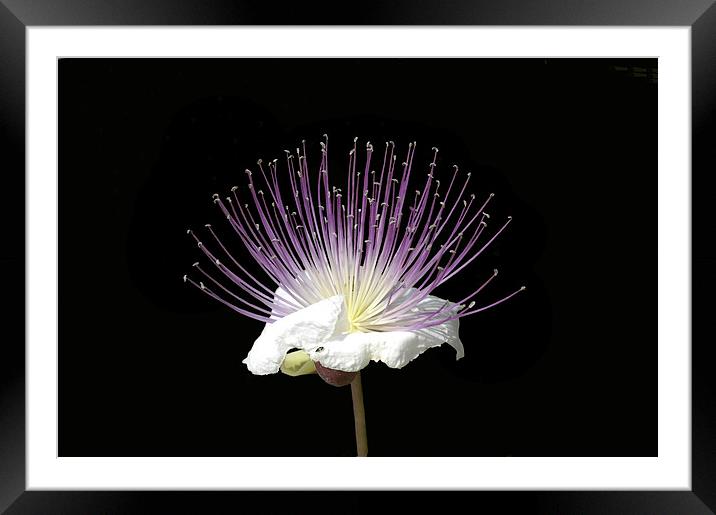 The Caper Flower Framed Mounted Print by Jacqueline Burrell