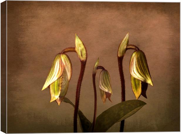 Exotic Slipper Orchids in Bloom Canvas Print by Robert Murray