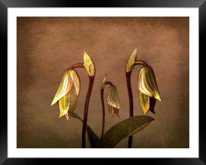 Exotic Slipper Orchids in Bloom Framed Mounted Print by Robert Murray