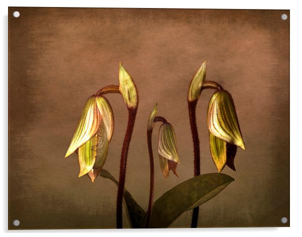 Exotic Slipper Orchids in Bloom Acrylic by Robert Murray