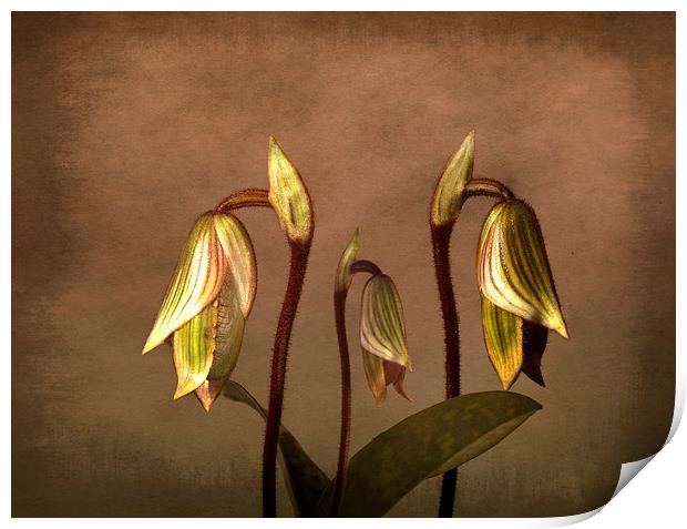 Exotic Slipper Orchids in Bloom Print by Robert Murray