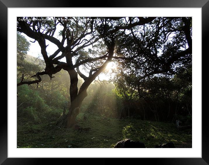 Piercing the tree cover Framed Mounted Print by Alex Haines