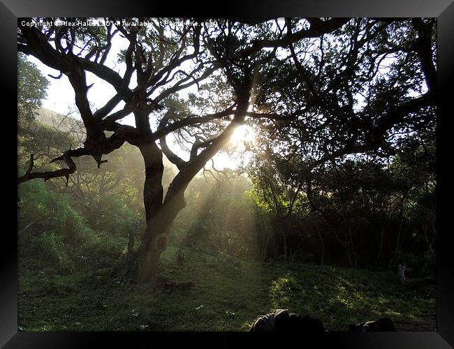 Piercing the tree cover Framed Print by Alex Haines