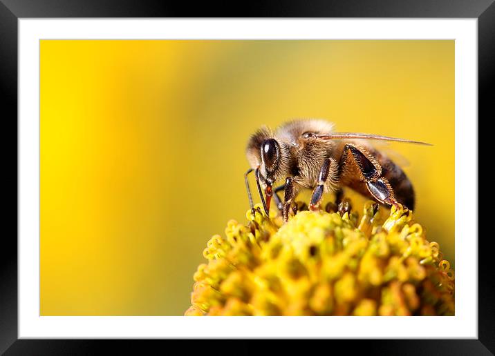 Bee or not to be Framed Mounted Print by Rebecca Giles