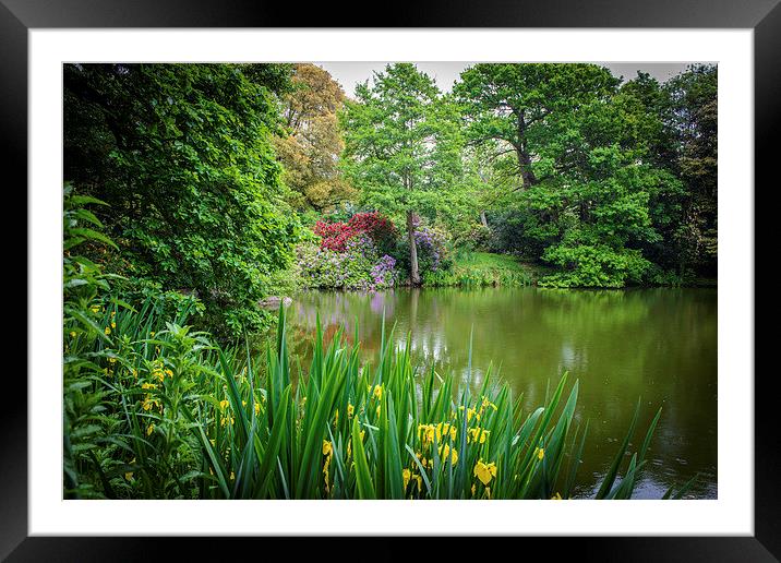 Pond of Many Colours Framed Mounted Print by matthew  mallett