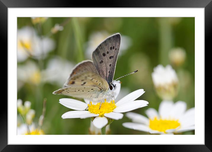A Sooty Copper Butterfly Framed Mounted Print by Oliver Porter