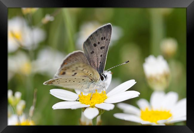 A Sooty Copper Butterfly Framed Print by Oliver Porter