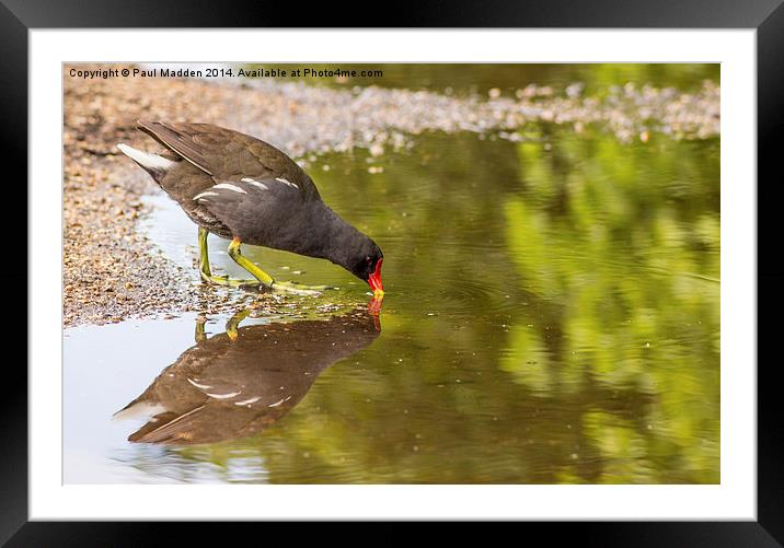 Moorhen drinking at the canal Framed Mounted Print by Paul Madden