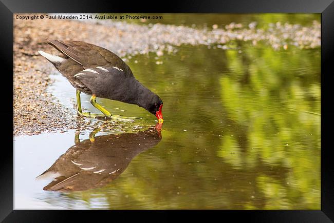 Moorhen drinking at the canal Framed Print by Paul Madden