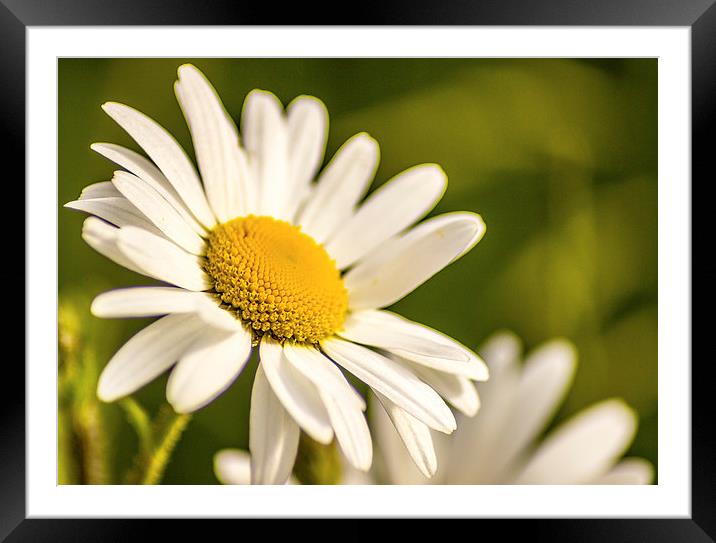 Daisy Framed Mounted Print by Paul Madden