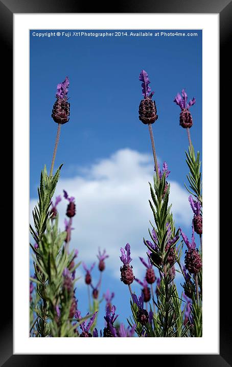 Lavender In The Sky Framed Mounted Print by Fuji Xt1Photographer