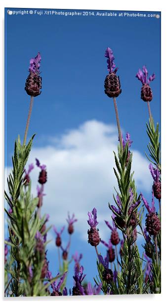 Lavender In The Sky Acrylic by Fuji Xt1Photographer