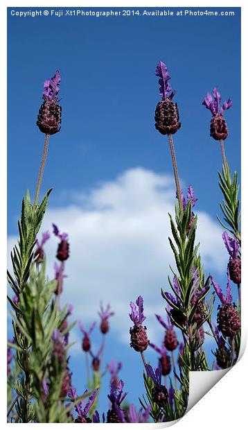 Lavender In The Sky Print by Fuji Xt1Photographer