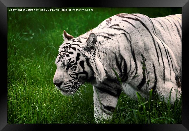 White Tiger Framed Print by Lauren Wilson