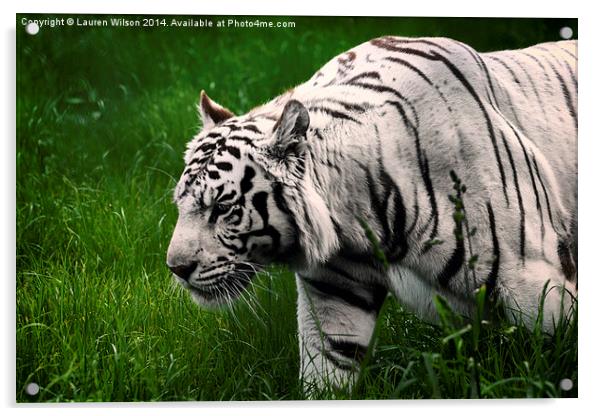 White Tiger Acrylic by Lauren Wilson