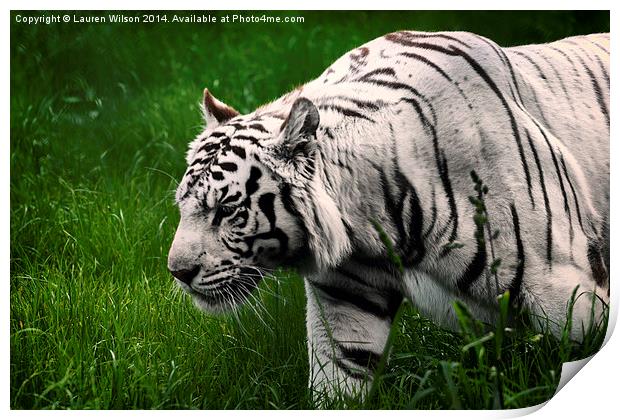 White Tiger Print by Lauren Wilson