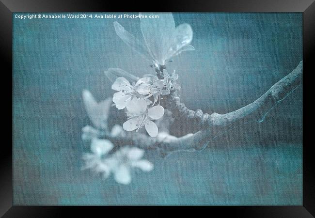 Apple Blossom Blues. Framed Print by Annabelle Ward