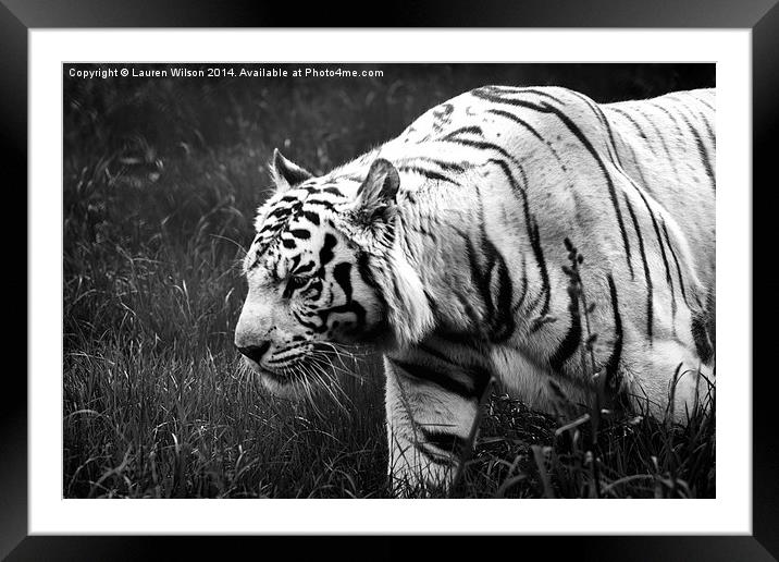 White Tiger Framed Mounted Print by Lauren Wilson