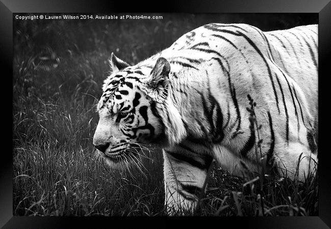 White Tiger Framed Print by Lauren Wilson