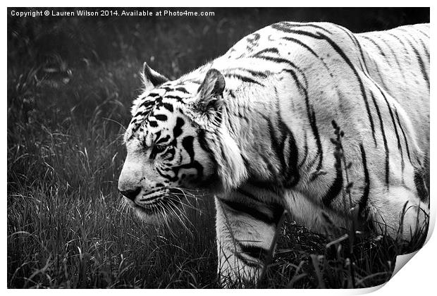 White Tiger Print by Lauren Wilson