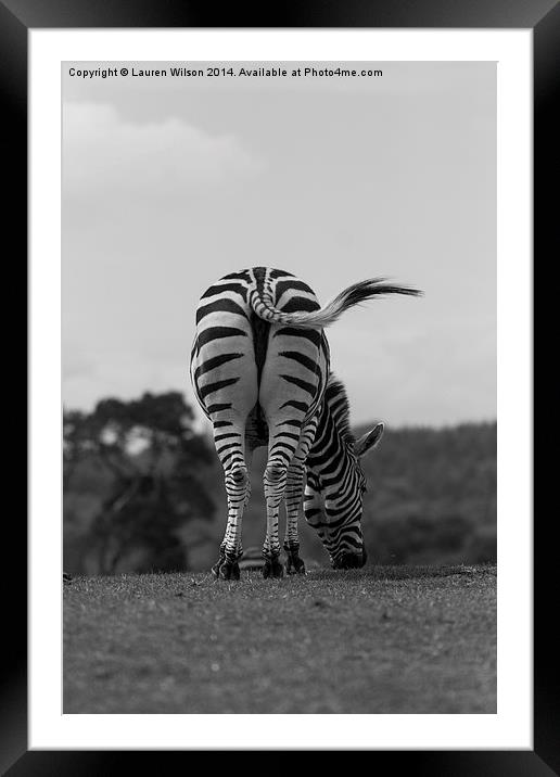 Zebra Framed Mounted Print by Lauren Wilson