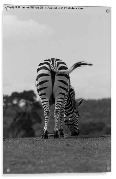 Zebra Acrylic by Lauren Wilson