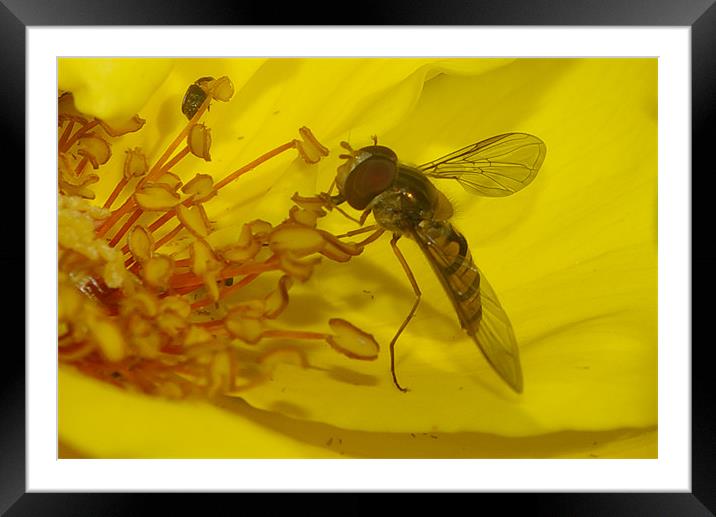 sweet fly Framed Mounted Print by David Borrill
