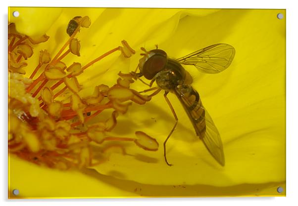 sweet fly Acrylic by David Borrill
