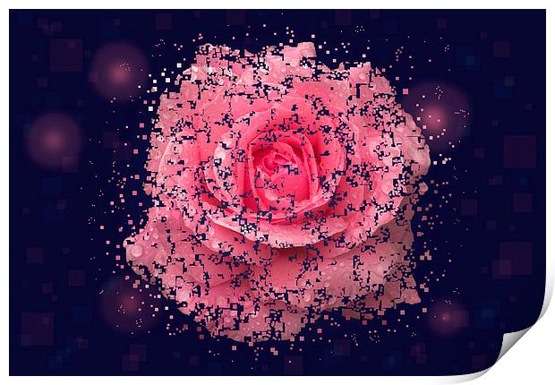 Shattered Rose Print by Malcolm McHugh